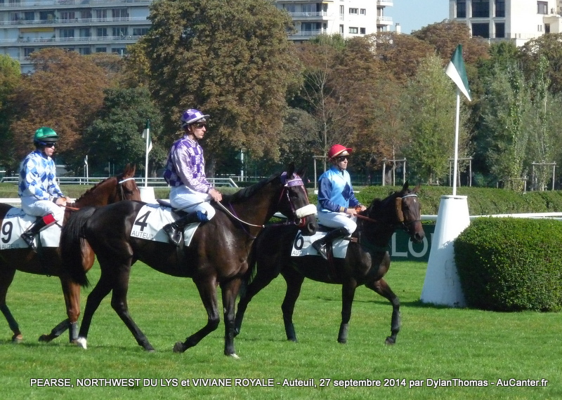 Prix Violon II 2014 (St., L., Auteuil) 27-09 : Ultra Lucky Violon05