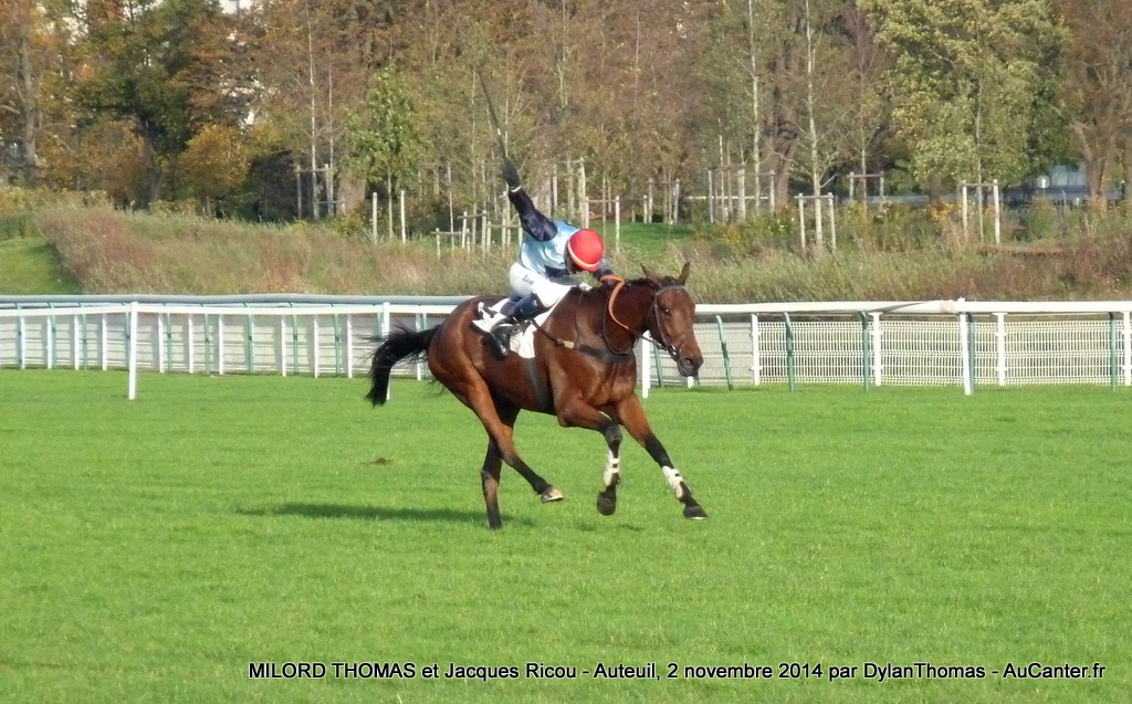 Prix la Haye Jousselin 2014 (St., Gr.I, Auteuil) 2-11 : Milord Thomas Milord3