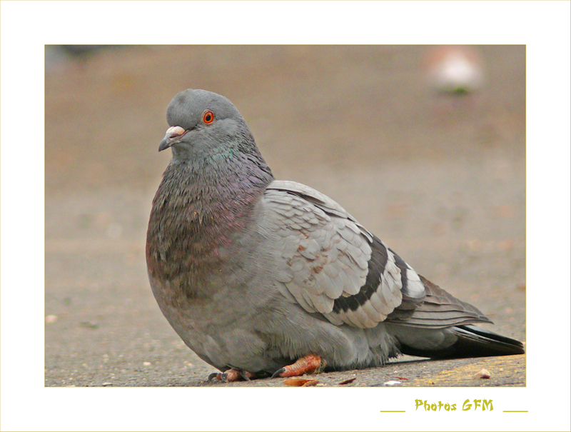 Pas faucon, pigeon... P1010459b