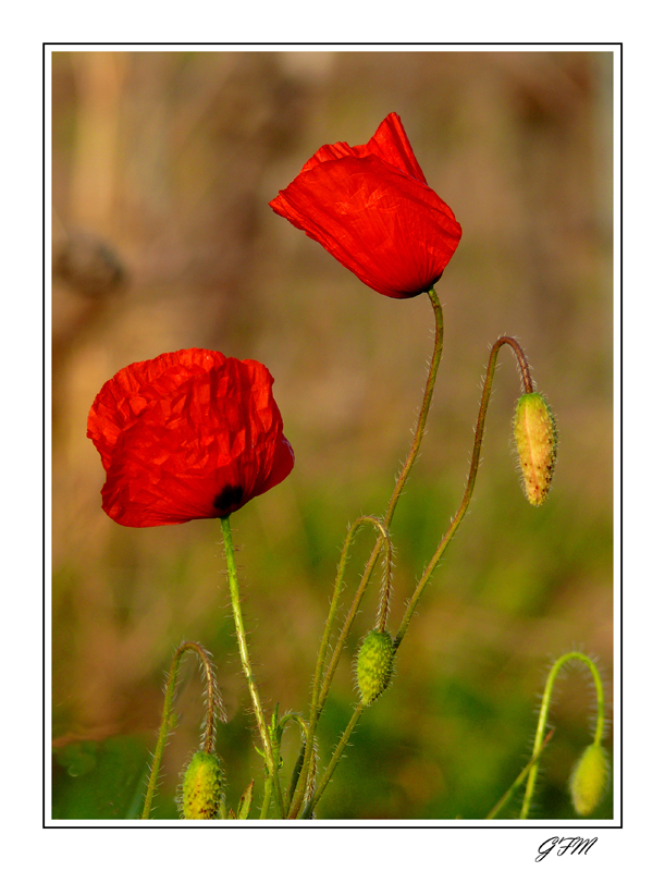 Mon premier coquelicot... P1020889bb