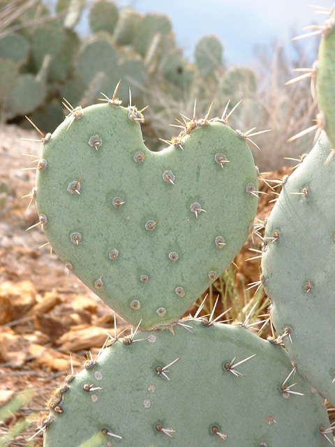 Le grand coeur des ptits torrieux... - Page 11 Cactus_heart_big