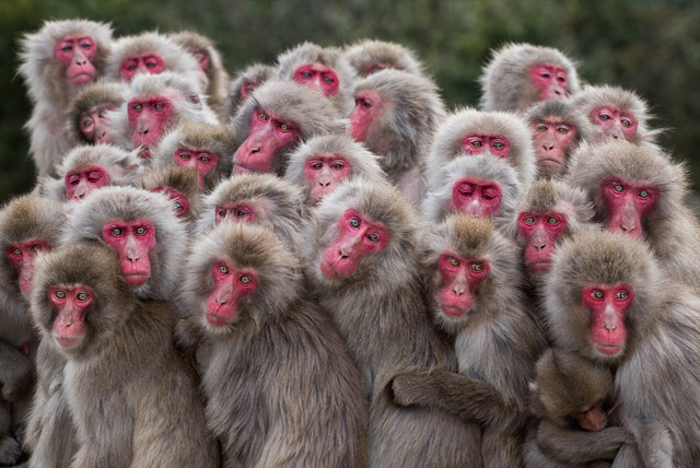 Les lauréats 2017 du concours BigPicture Natural World Photography ! By Golem13 Bigpicturecompetition2017-winners-051