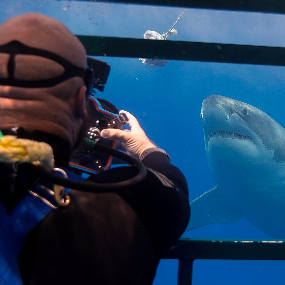 Sa photo d’un grand requin blanc ressemble à l’affiche des « Dents de la Mer » By GOLEM13 PhotosJaws