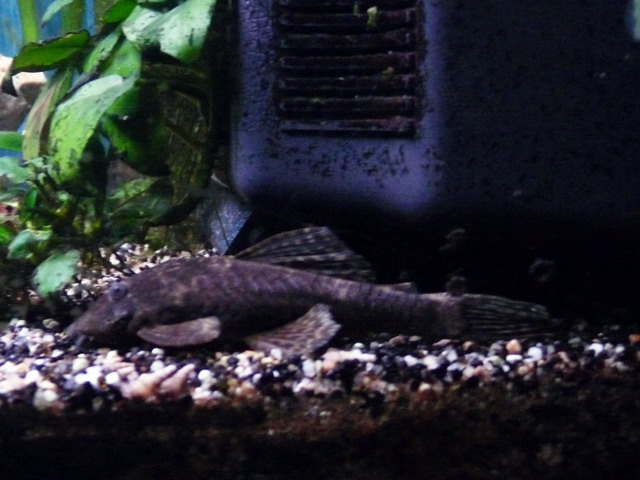 Voici mes deux bacs en photos Grand%20aquarium13