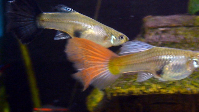 Voici mes deux bacs en photos Petit%20aquarium12