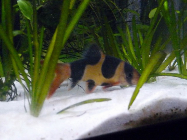 Voici mes deux bacs en photos Petit%20aquarium3