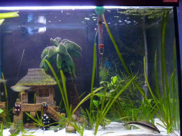 Voici mes deux bacs en photos Petit%20aquarium9