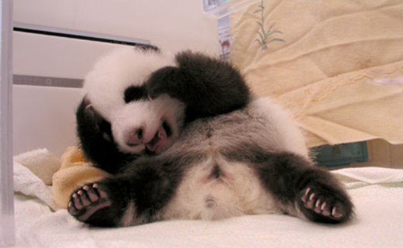 Baby Animals Thread - Page 2 2007_01_panda2