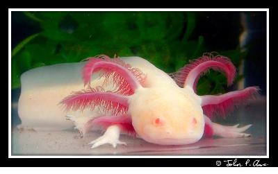 Les couleurs. Albino-salamander-axolotl-b