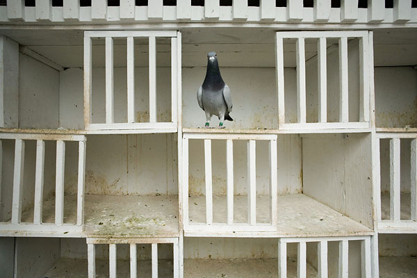  صور أقفاص    Pigeon13