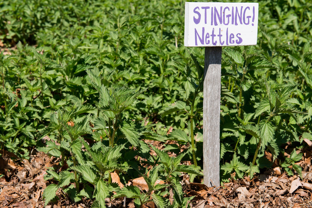 A Chef in the Field | Nettles 21nettles-kessler-slide-E6UG-jumbo