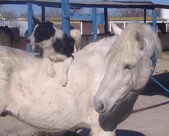 Des images un peu spéciale.... - Page 4 Cheval_blanc_et_chien