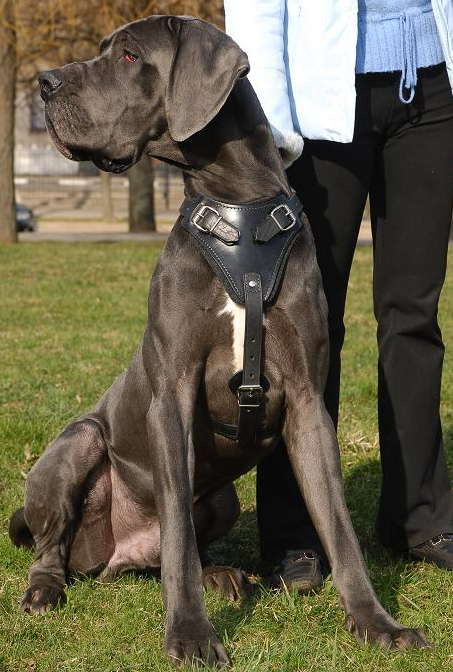 أطول كلاب العالم فهو الجريت دان (Great Dane)؟؟؟ Agitation-Protection-Attack-Leather-Dog-Harness-great-dane_LRG