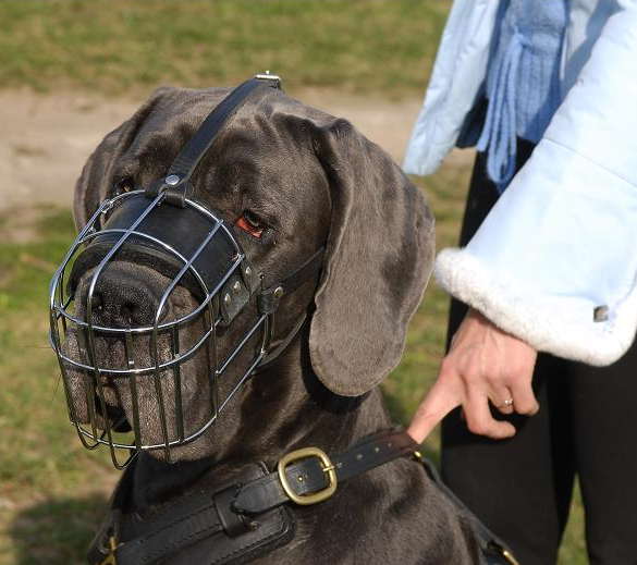 الشامل في التساؤلات حول قص الأذنين ... المشاكل الطبيه وبعض الارشادات Great-dane-dog-muzzle-wire-5_LRG