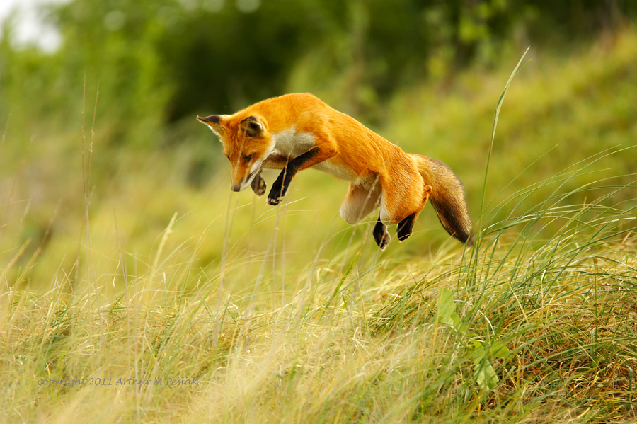 Les couleurs dans la nature. Une photo par jour... - Page 17 Red-Fox-hunting-a-rabbit-by-Art-Peslak