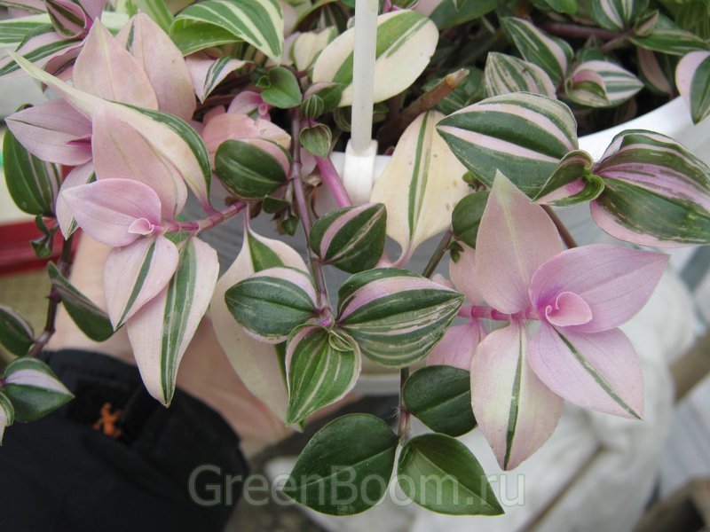 Tradescantia Quadricolor 'Rainbow Hill' 653660001296919401b