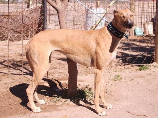 STUD Y CRIADERO "LOS JULIANES " Greyhound_Troya-big