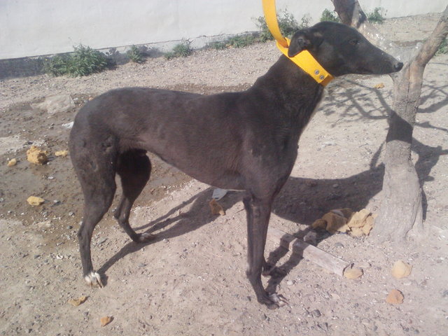 STUD Y CRIADERO "LOS JULIANES " Greyhound_Rumba-_2big