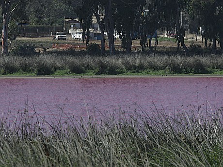 En Chile , Laguna " El Tabo" de color Rojizo por contaminacion? File_20120327164804