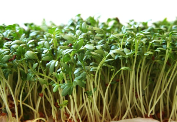  الــــرشــــــاد ... Garden_cress