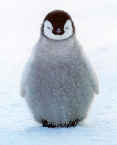 resultat test : animal Penguin