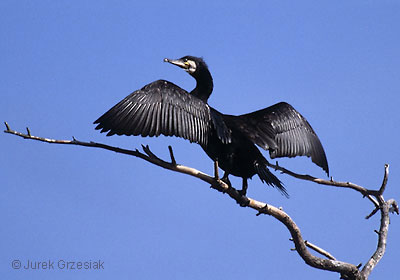 Postavi sliku i zatrazi sledecu D_6367_20-kormoran-d