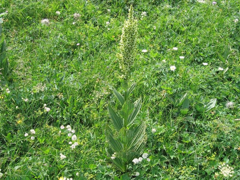 Vératre blanc (fleur)(photos,description) Veratre-blanc-07-sous-dine01