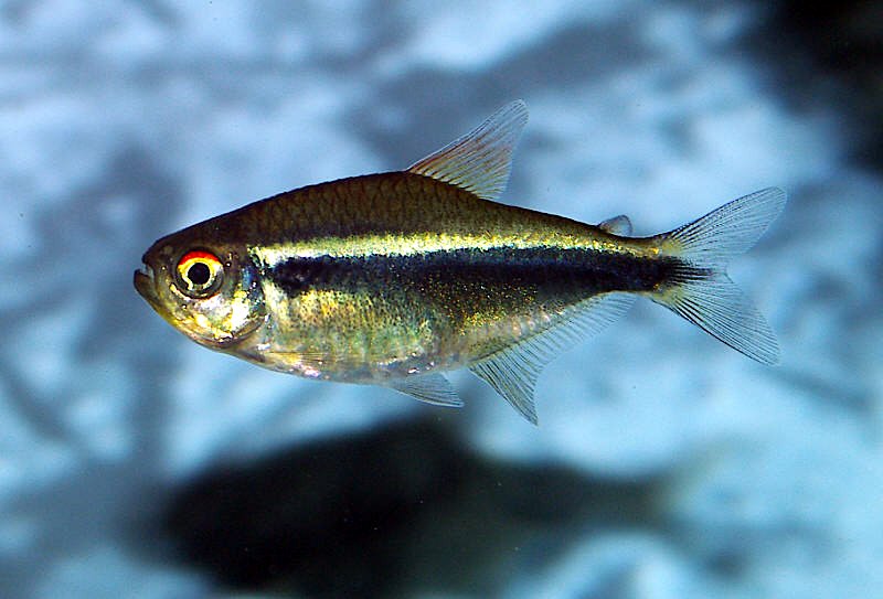 Hypessobrycon herbertaxelrodi Hyphessobrycon%20herbertaxelrodi%20(tetra%20negro)