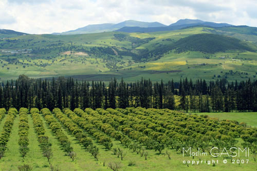 صور من ولاية قالمة ( الجزائر )  Guelma_2007_0191