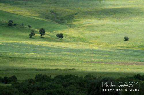 صور من الساحرة .....قالمة.........les stars  Guelma_2007_0258