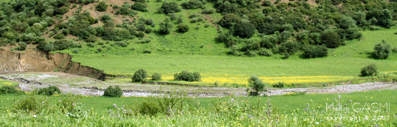 صور رائعة للجزائر الحبيبة Guelma_2007_0578