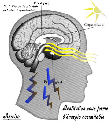 SE NOURRIR DE L'ÉNERGIE DU SOLEIL - LE SUNGAZING Pituitarygland_pop%20copie2