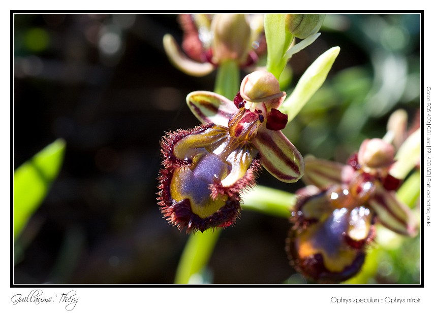 Ophrys speculum :: Ophrys miroir IMG_0211-border