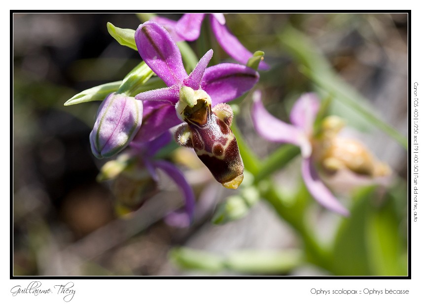 Ophrys scolopax :: Ophrys bécasse IMG_0276-border