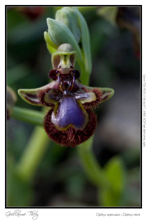 Ophrys speculum :: Ophrys miroir IMG_0302-border