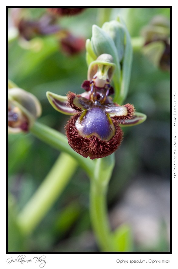 Ophrys speculum :: Ophrys miroir IMG_0308-border