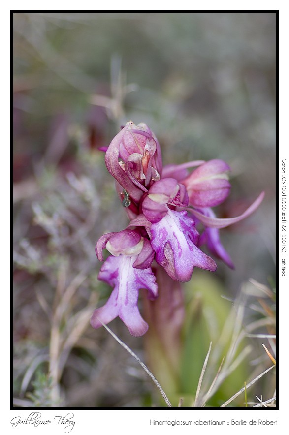 Himantoglossum robertianum :: Barlie de Robert IMG_9801-border