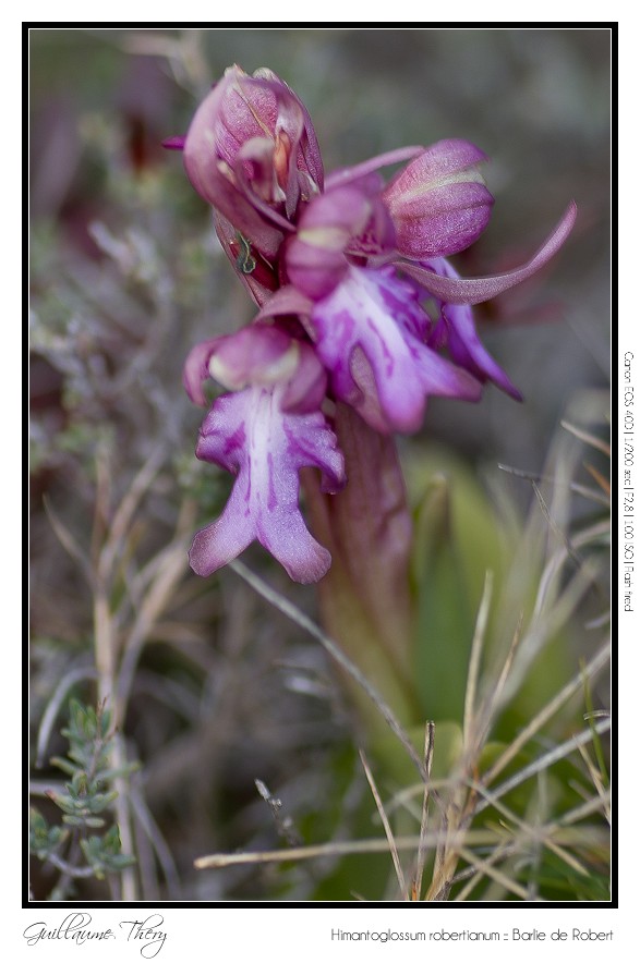Himantoglossum robertianum :: Barlie de Robert IMG_9802-border