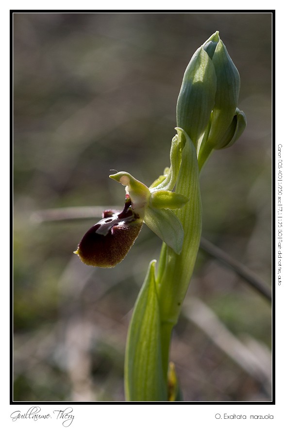 Ophrys exaltata marzuola :: Ophrys de mars IMG_0287-03