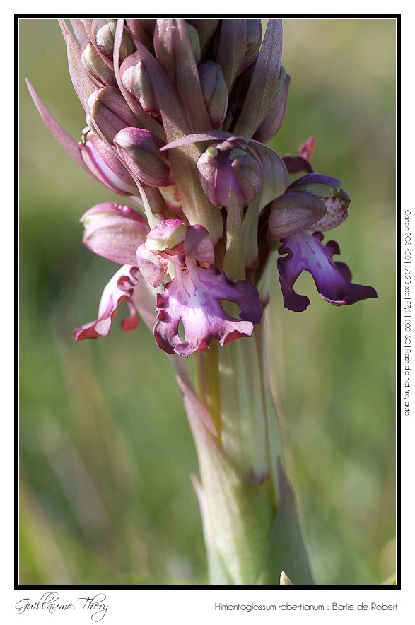 Himantoglossum robertianum :: Barlie de Robert IMG_9830-border