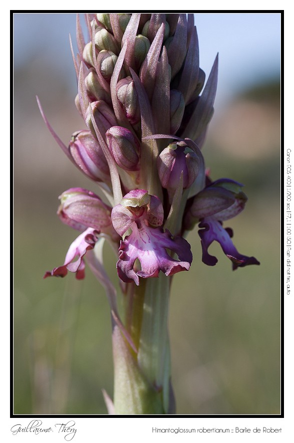 Himantoglossum robertianum :: Barlie de Robert IMG_9835-border