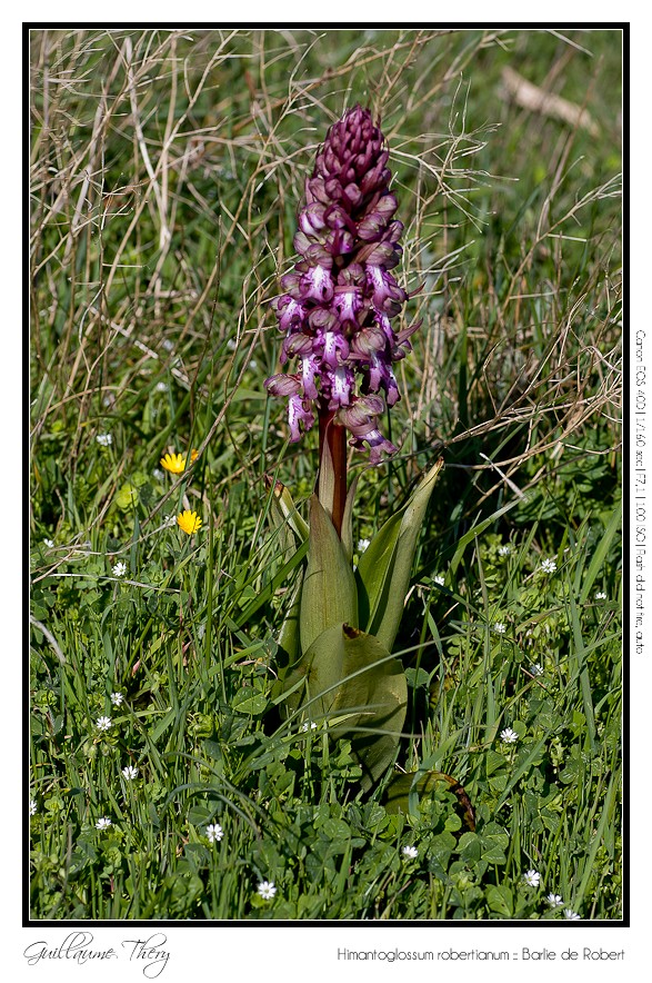 Himantoglossum robertianum :: Barlie de Robert IMG_9844-border