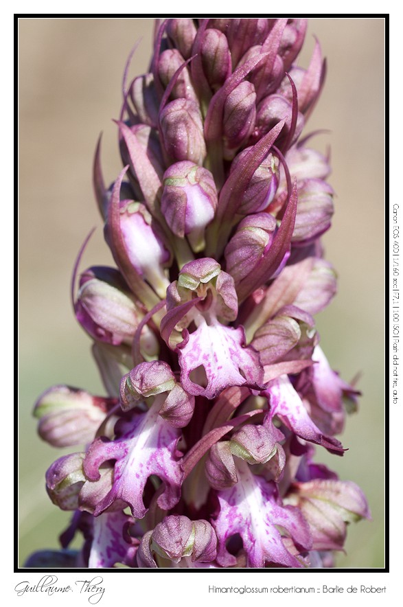 Himantoglossum robertianum :: Barlie de Robert IMG_9862-border
