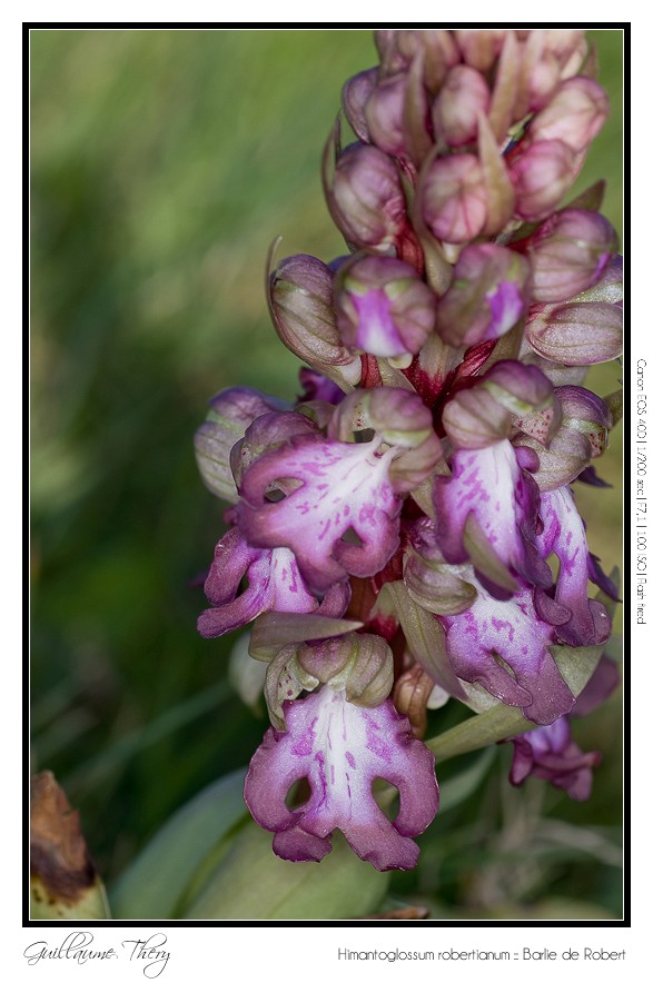 Himantoglossum robertianum :: Barlie de Robert IMG_9875-border