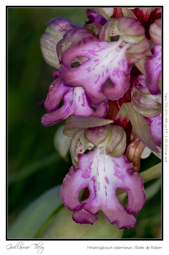 Himantoglossum robertianum :: Barlie de Robert IMG_9876-border