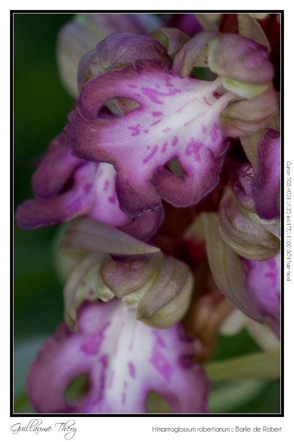 Himantoglossum robertianum :: Barlie de Robert IMG_9879-border