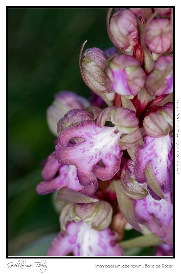 Himantoglossum robertianum :: Barlie de Robert IMG_9880-border