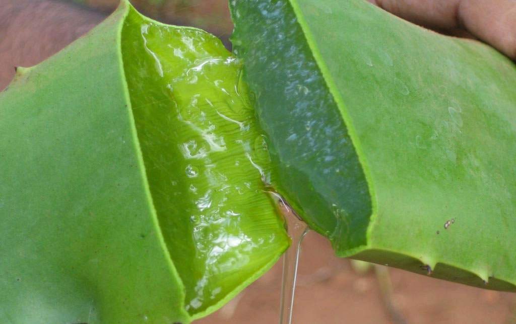 Des vertus de l'aloe vera Aloe-vera-vertues