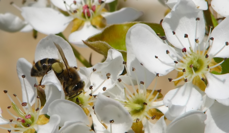 Abeille sur fleurs de poirier IMG_0691_filtered