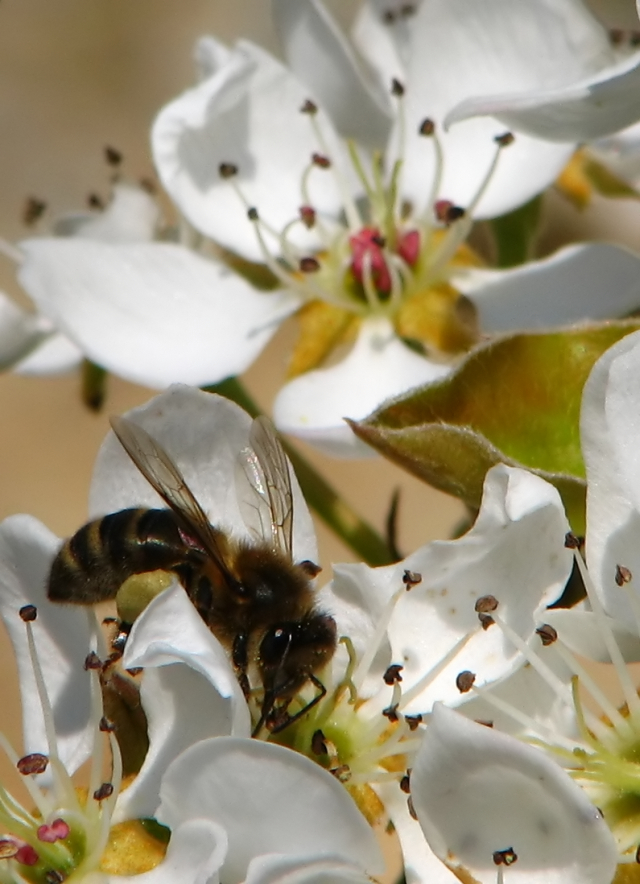 Abeille sur fleurs de poirier IMG_0693_filtered